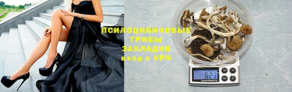 прущие грибы Абаза